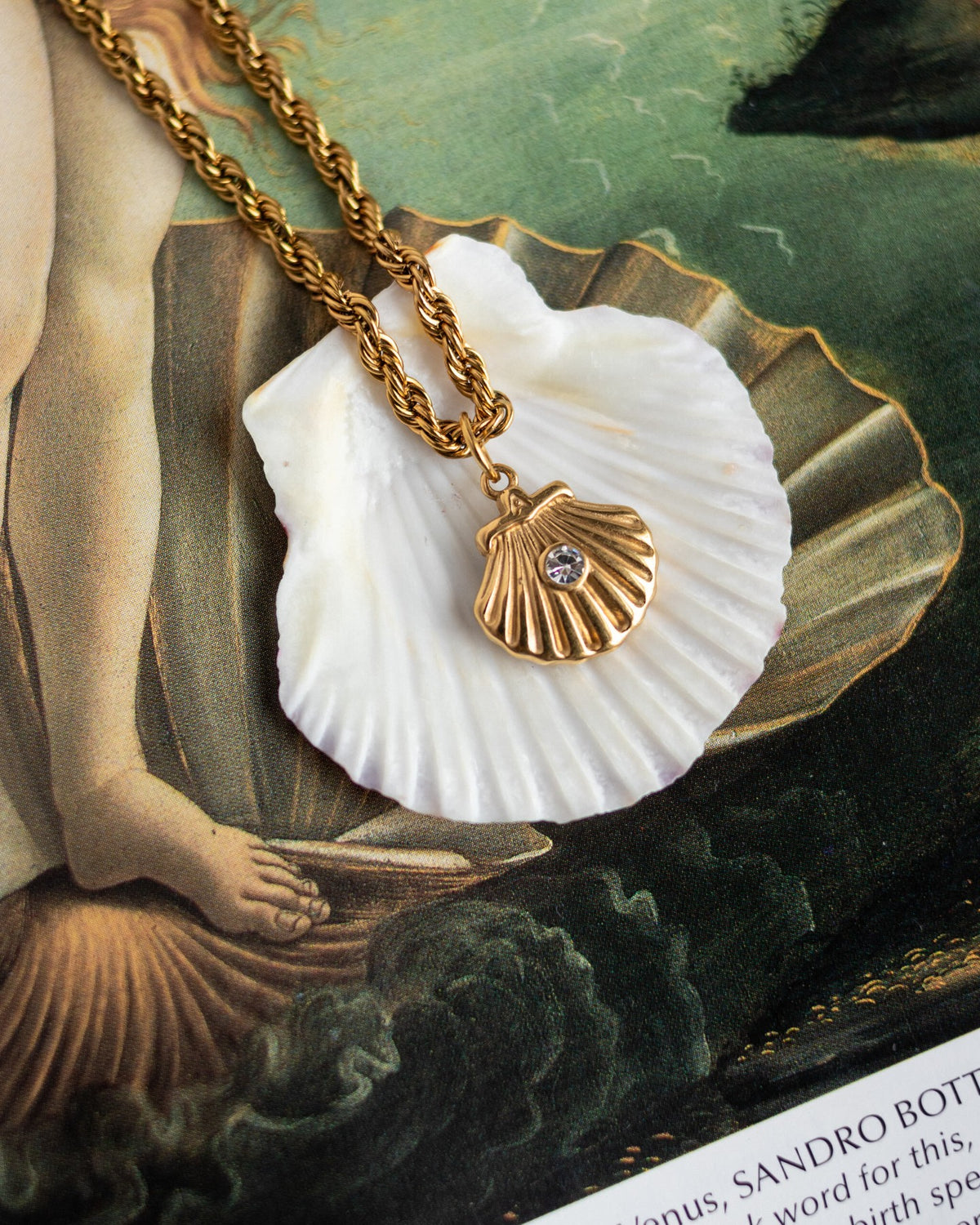 The Venus Shell Chain